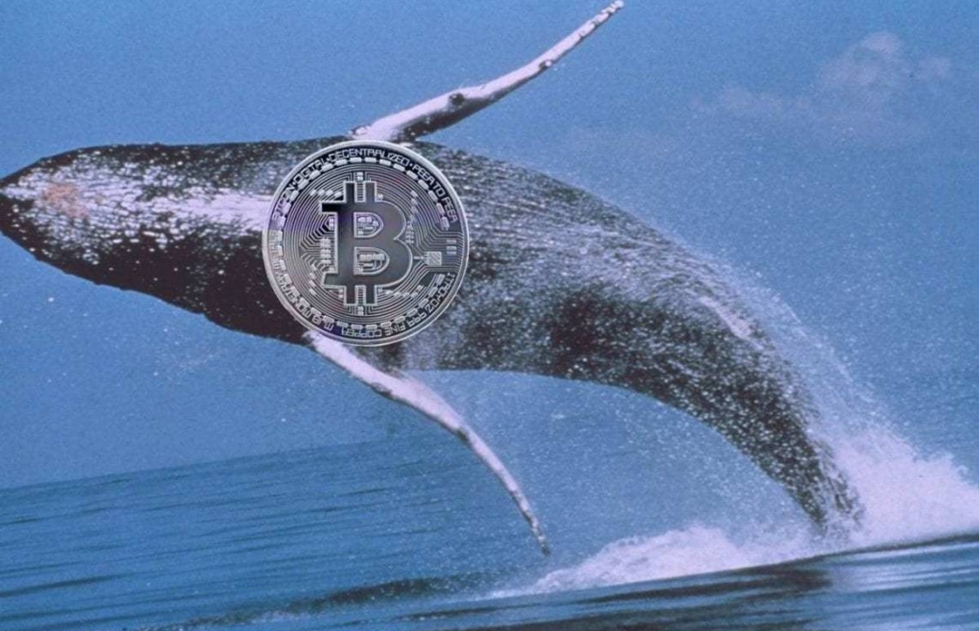 Can Bitcoin whales predict the price?